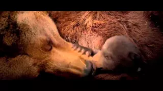 Bears TV Spot Incredible Journey 2013 Disneynature Documentary HD #1