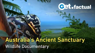 Daintree: Australia's Time-Capsule Rainforest | Wildlife Documentary