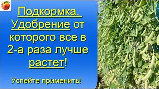 Подкормка Удобрение микроэлементы от которого все в два раза лучше растет, плодоносит! и для томатов