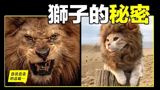 《獅子的真相》紀錄片：睜眼瞎，沒耐力，胃不好，跑不快，吃軟飯，殺兄弟？所謂「真相」到底是真是假？|自說自話的總裁