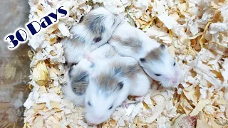 Roborovski Dwarf Hamster Baby Growing Up 30 Days | Hamster Survival 🐹43