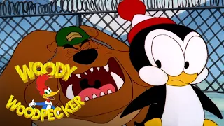 The Vegetarian Bear | 2 Full Episodes | Woody Woodpecker