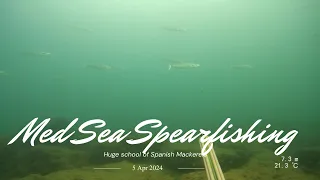 Spearfishing, Huge school of Spanish Mackerels - 5/4/24