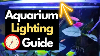 Should Aquarium Lights Always Be On? How Long? (All Doubts Solved!)