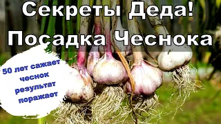 Дед более 50 лет так выбрерает место для посадки чеснока