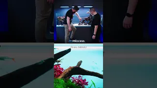 BREATHTAKING 650 Liter Nature Style Planted Tank | Process ➡️ Final Result