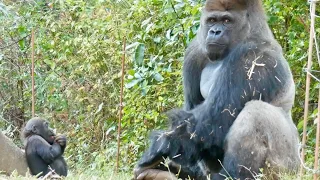 Gorilla Dad And His Kids