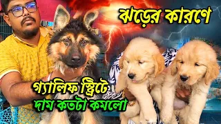 Galiff Street Pet Market Kolkata | dog market in kolkata | pet planet | dog market in kolkata price