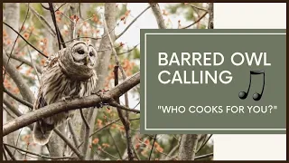 Barred Owl Calls To Mate (Amazing Vocals!)