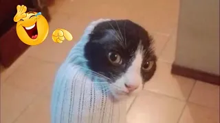 This Cat is Broken ⬆️ | Broken Cats That Will Cure Your Depression | Funny Cat Compilation # 1