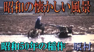 【8mmFilm】昭和の懐かしい風景　昭和50年の稲作　総天然色