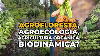 Qual a diferença entre Agrofloresta para outras agriculturas e porque ela pode salvar o planeta! #29