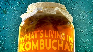 The Microbial Universe That Makes Kombucha