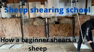 Shearing sheep for beginners - Jacob Ewe