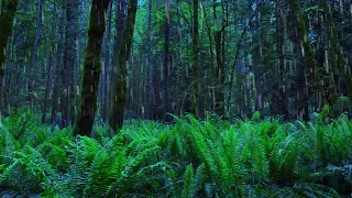 Nighttime Rain Sounds in Rainforest | 10-Hour Storm Sleep Noise