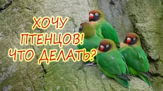 Что делать чтобы у НЕРАЗЛУЧНИКОВ ПОЯВИЛИСЬ ПТЕНЦЫ!