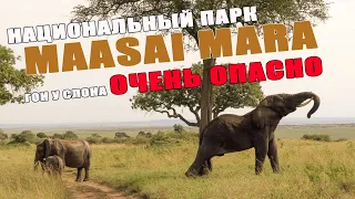 Кения. Maasai Mara. Гон у слона, очень ОПАСНО!