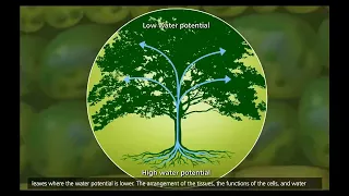 Plant Transport Xylem and Phloem | Mcgraw Hill