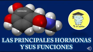 LAS HORMONAS MÁS CONOCIDAS Y SUS FUNCIONES