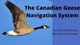 The Canadian Geese Have They Lost Their Navigation System? (Lets Take Notes)
