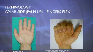 Ultrasound of Wrist - [Basic Radiology]