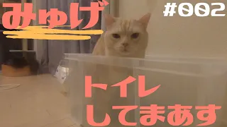 【猫】便秘の時にこっそりトイレで見る猫動画。【みゅげ】
