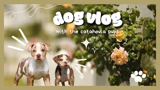 Dog Vlog with Catahoula pups