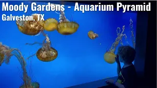 Moody Gardens 🐟 🐠 Aquarium Pyramid | Galveston, TX