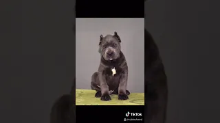 Cane Corso 3 Weeks To 1 Years Old - Males Growing Stages
