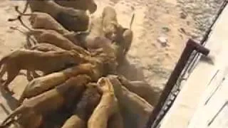 greaterpost.com-Visitors-feeding-live-goat-to-lions.mp4
