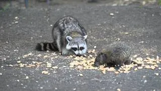 Raccoon and Groundhog