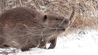 Beaver in Winter