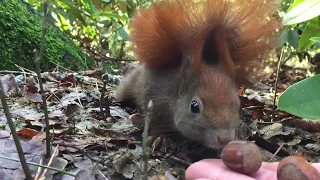 Eichhörnchen Entertainment - Hörnchen in Zeitlupe 3 | Squirrels in Slow Motion 3