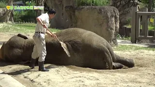 【東山動植物園公式】ワルダーさんのブラッシング《 アジアゾウ　ゾウ 》