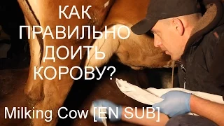 Технологія доїння корів. Milking Cow [EN SUB]