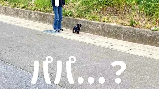 お散歩中の愛犬にサプライズをしてみました【ミニチュアダックスフンド】