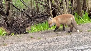 Cuteness overload Alert!! 7 baby fox kits! Adorable