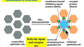 Cell & Molecular Biology_Cell Signaling _Ch16 Full