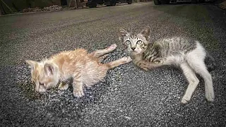 Abandoned Disabled Kittens, Dragging Shabby Body on the Street Begging for Help, No one cares!