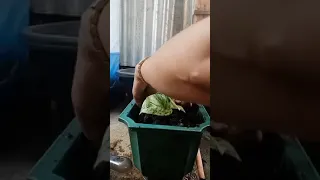 how to propagate marble queen pothos ☘️❣️bisaya