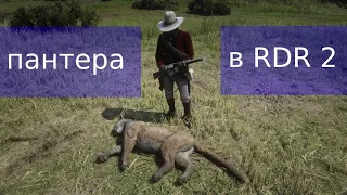 Где найти Пантеру и Флоридскую пуму в rdr2