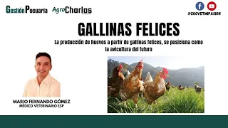 Producción de huevos Gallinas Felices