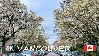 [4K] Downtown Vancouver's Magnolia Magic | Kitsilano Beach | York and Yew Street | BC Canada