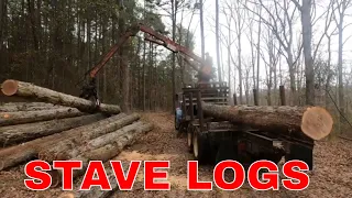 LOGGING a new tract of WHITE OAK STAVES