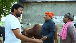 55 lakhs for cow sacrifice ?| Rana Ijaz Official #eidspecialprank#ranaijazfunnyvideo