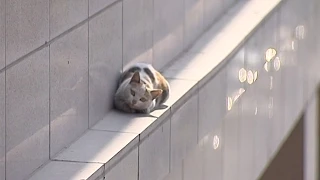 Watch: Cat makes dramatic jump from second floor, lands on feet