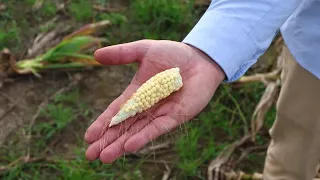 Leafhopper bug plagues Argentina's corn fields | REUTERS