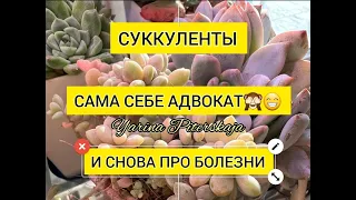 Суккуленты. Сама себе адвокат. И снова про болезни.