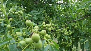 Chandler Walnut Trees - 6 Years Old