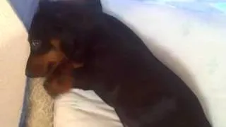 Molly the mini dachshund waking up